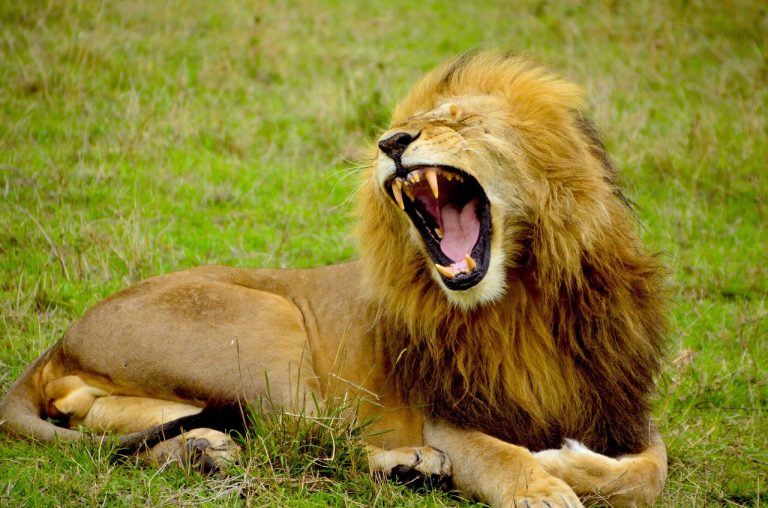Lion in 3 days masai mara camping safari