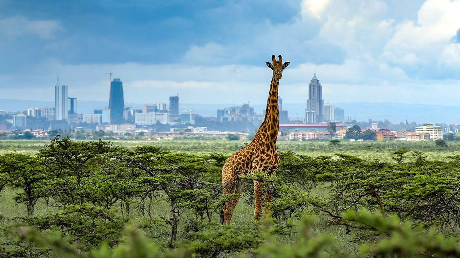 Nairobi Trips 1 Day Nairobi National Park ½ Day Trip Sojourn Safaris 