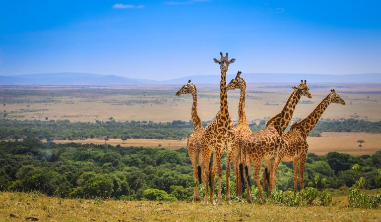 east africa adventures tours & safaris nairobi