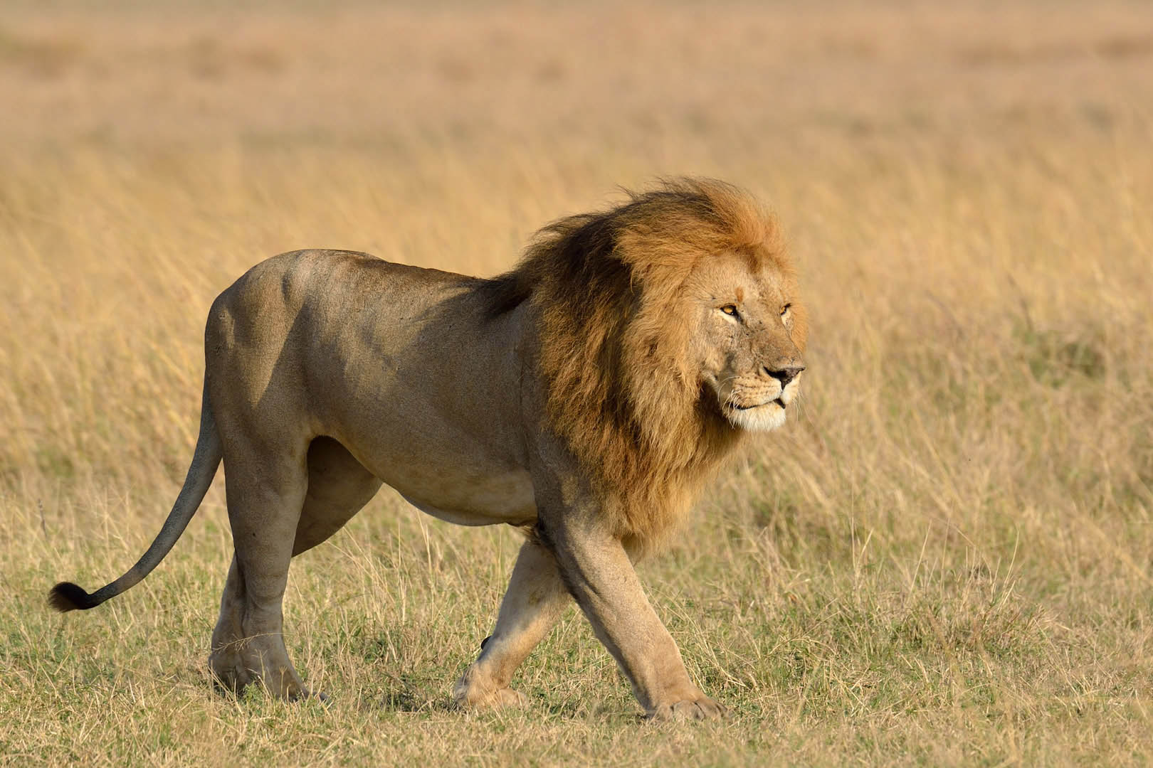 maasai-mara-national-reserve-destinations-kenya-maasai-wanderings-africa-lion