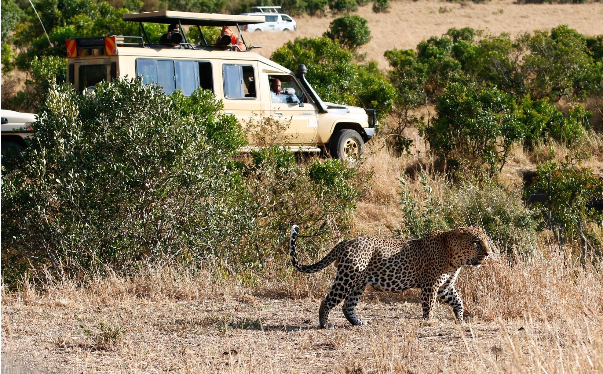 how to book masai mara safari