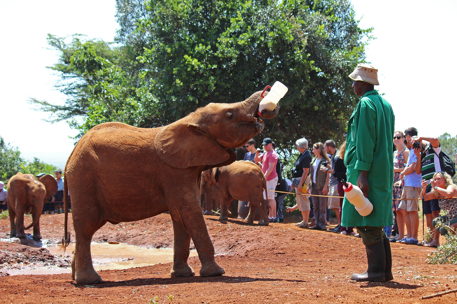 Nairobi Elephant Orphanage Day Tours