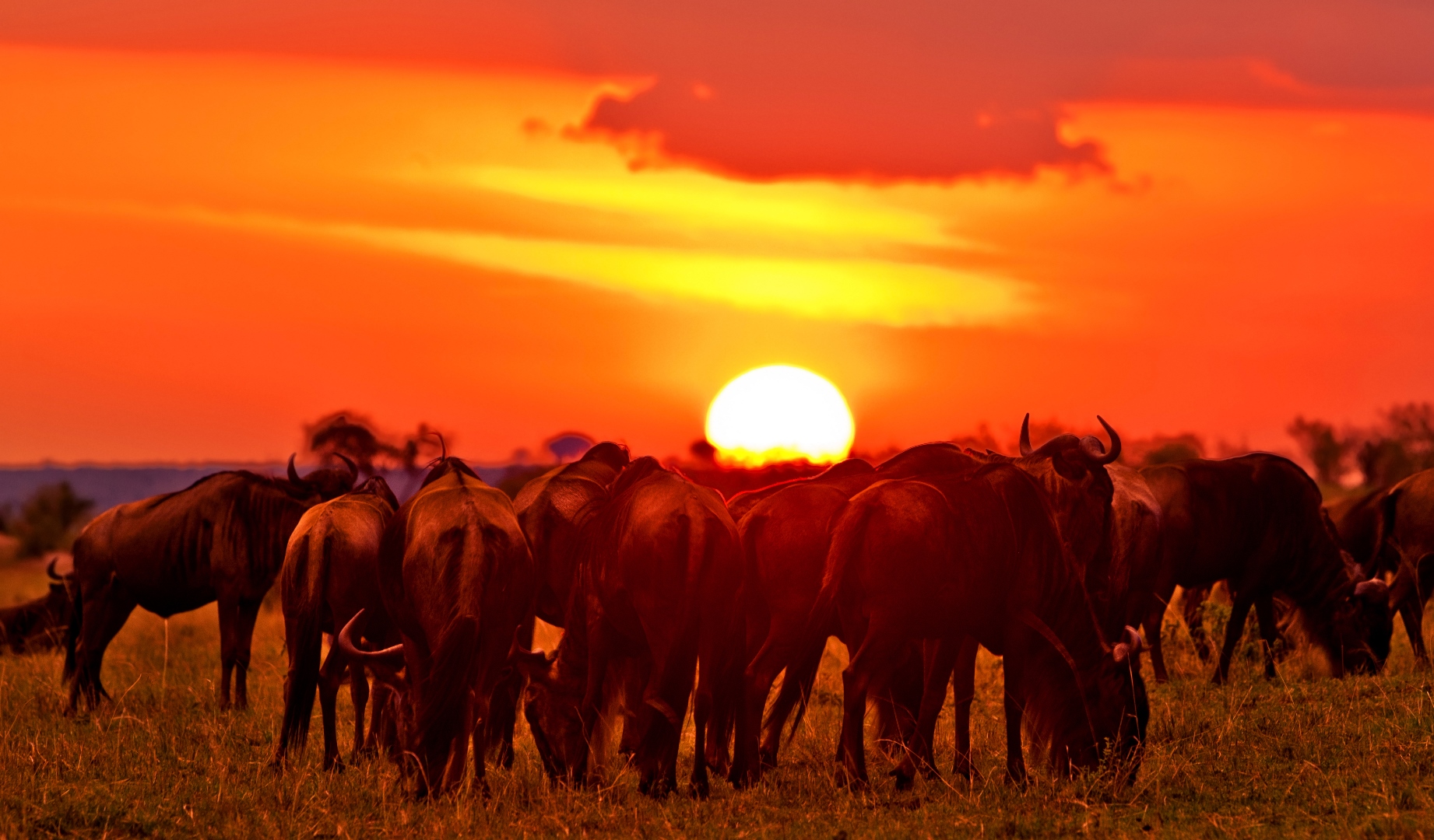 masai mara und serengeti safari