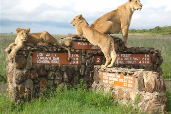 lions-nairobi-park