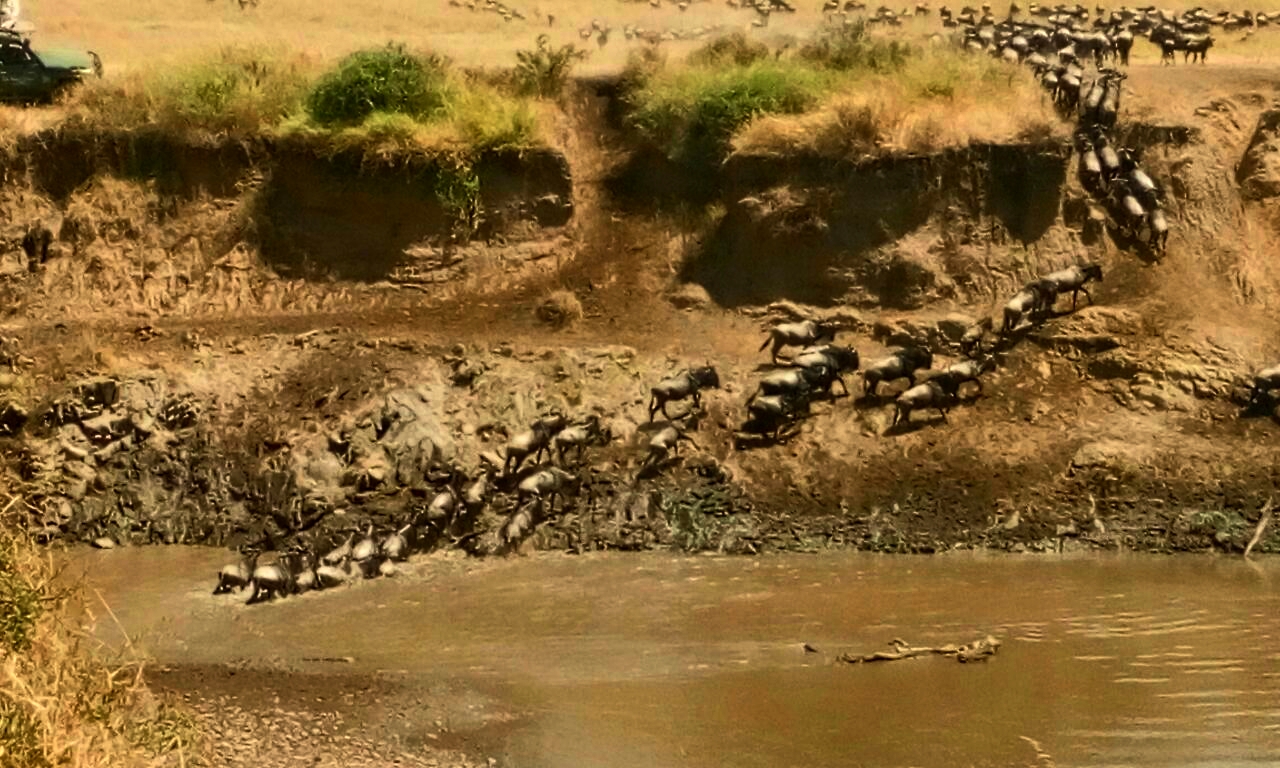 masai-mara-wildebeest-migration-travel-tips