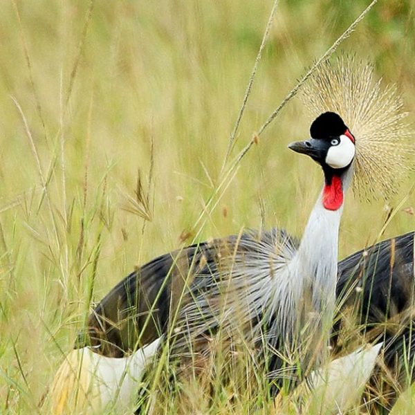 robert-safaris-adventure-galu-beach-safaris-price-cost