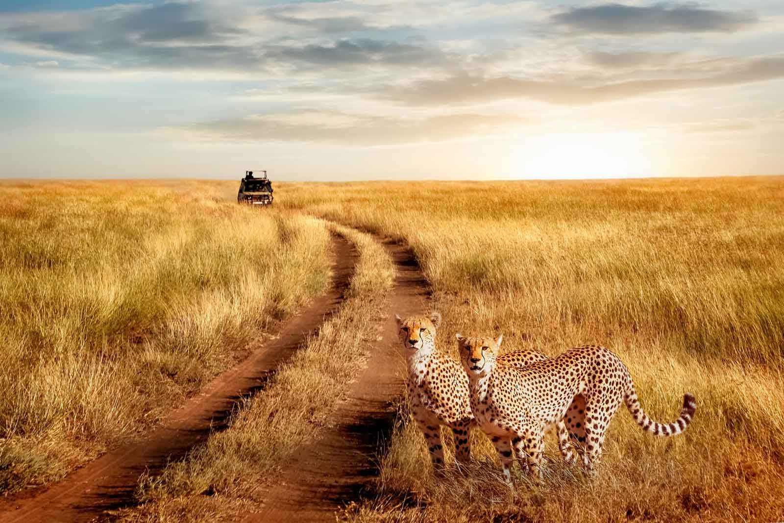 masai-mara-safari-travel-tips