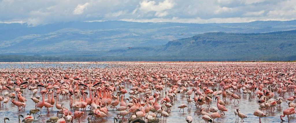 Day Trip - Lake Nakuru Day Tours - $180pp | Sojourn Safaris Ltd