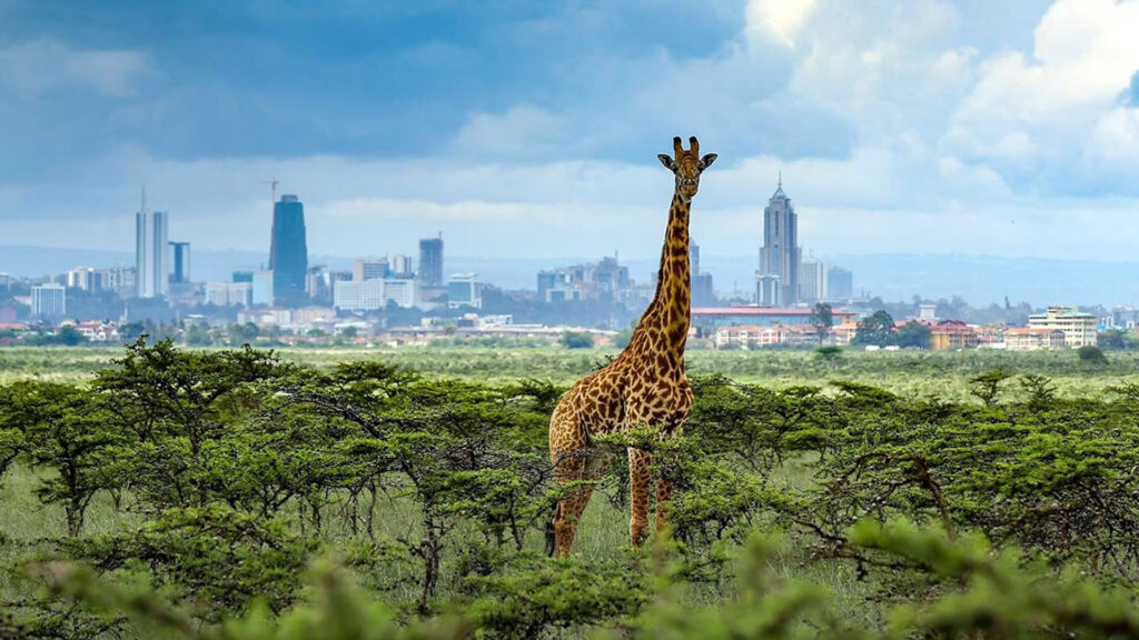 Nairobi national park half day trip -Tour | sojourn safaris -Kenya lodge & joining budget safaris