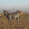 Nairobi-National-Park-half-day-trip