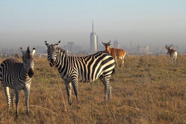 Nairobi-National-Park-half-day-trip