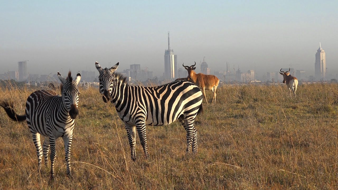 Nairobi-National-Park-half-day-trip