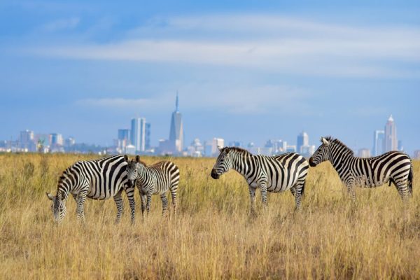 prices-of-a-solo-Game-Drive-in-Nairobi-National-Park