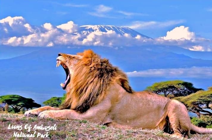 7.  See Amboseli Day Trip Lions
