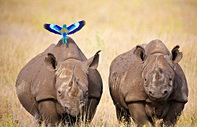 3-days-adventure-safaris-in-ol-pejeta-conservancy-kenya