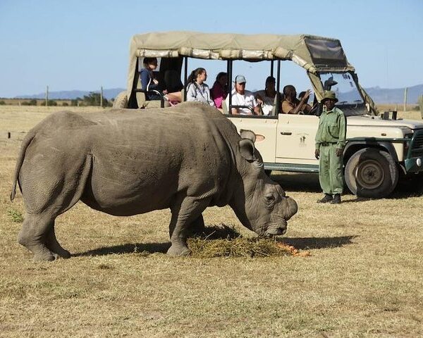 Ol pejeta rhino tour