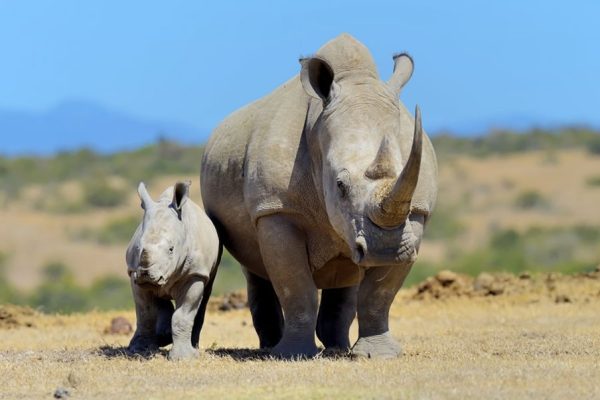 Ol-Pejeta-Conervancy