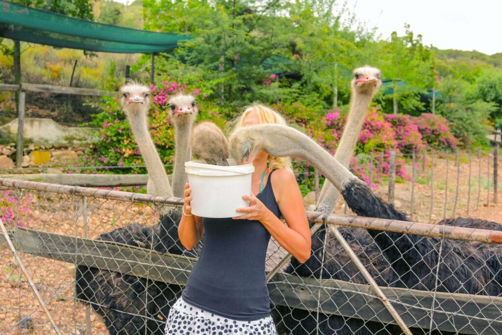 masai-ostrich-farm-ride-ostrich-nairobi-eat-ostrich-meat-kenya-visit-ostrich-farm-feed-an-ostrich-nairobi