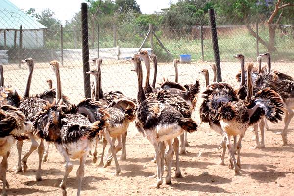masai-ostrich-farm-ride-ostrich-nairobi-eat-ostrich-meat-kenya-visit-ostrich-farm-feed-an-ostrich-nairobi