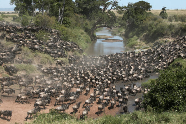 masai-mara-river-crossing-safari-joining-budget-packages-2023