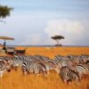 masai-mara-budget-travel-tips-kenya