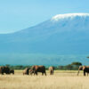 amboseli-national-park-elephants