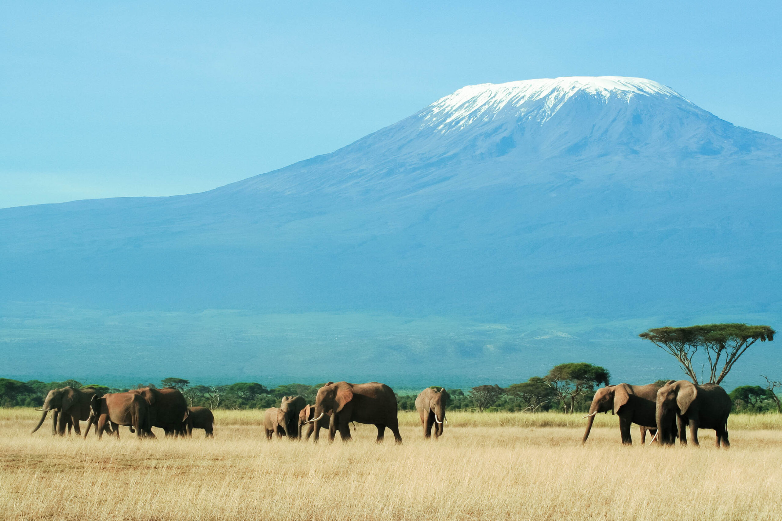 amboseli-national-park-elephants