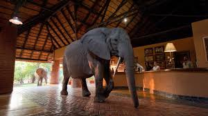 Elephant-walking-across-lodge-reception-zambia