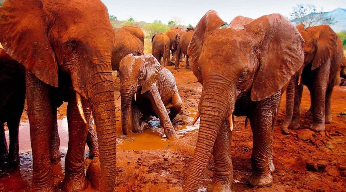 Red-elephants-tsavo-east-national-park