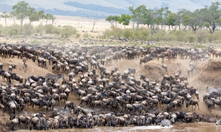 The great wildebeest migration in serengeti national park
