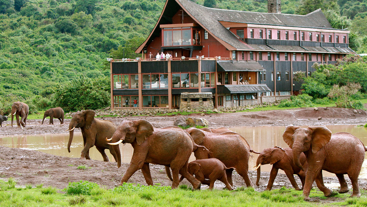 aberdare-national-park-the-ark-water-hole-elephants