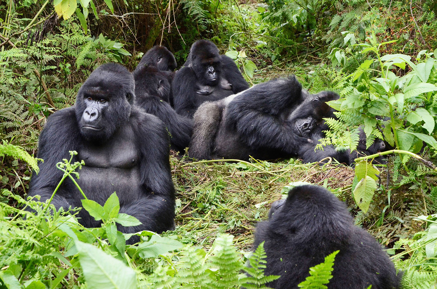 solo-gorilla-tracking-safaris-in-volcanoes-national-park-rwanda-africa