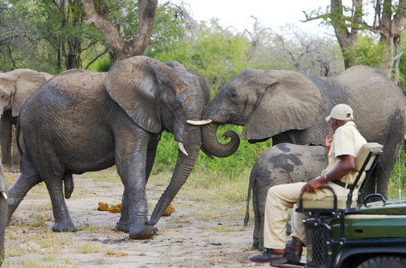 kruger-on-safari-at-elephant-plains-game-drives
