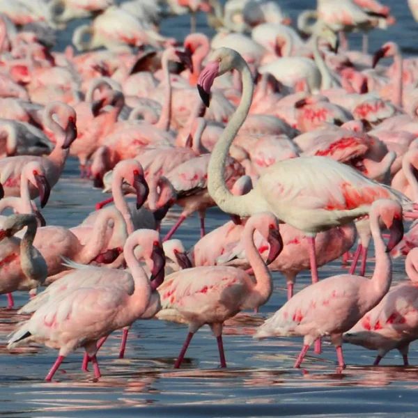 lake-nakuru-national-park-pink-flamingo-safari