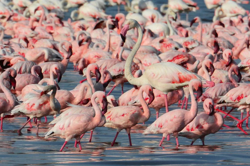 lake-nakuru-national-park-pink-flamingo-safari