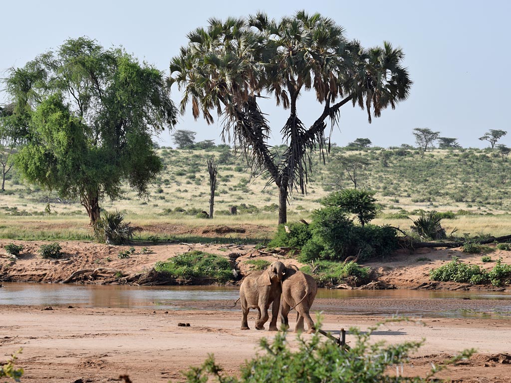 samburu-national-reserve-ewaso-ngiro-river-elephants