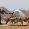 south-african-safaris-etosha-national-park-africa-1500-elephant