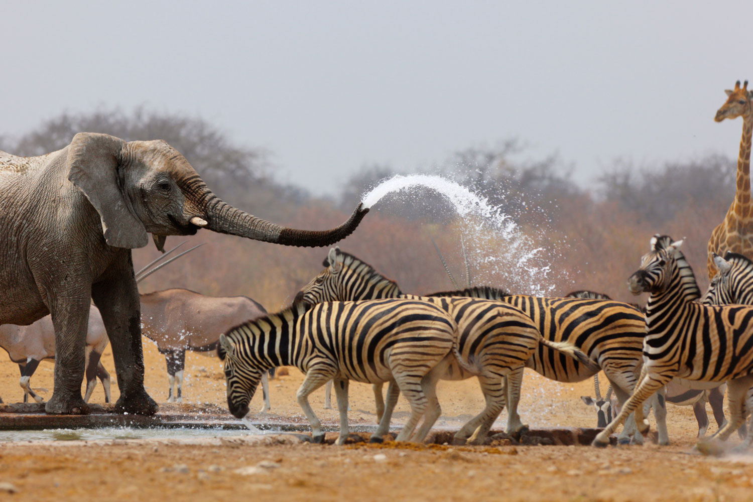 south-african-safaris-etosha-national-park-africa-1500-elephant