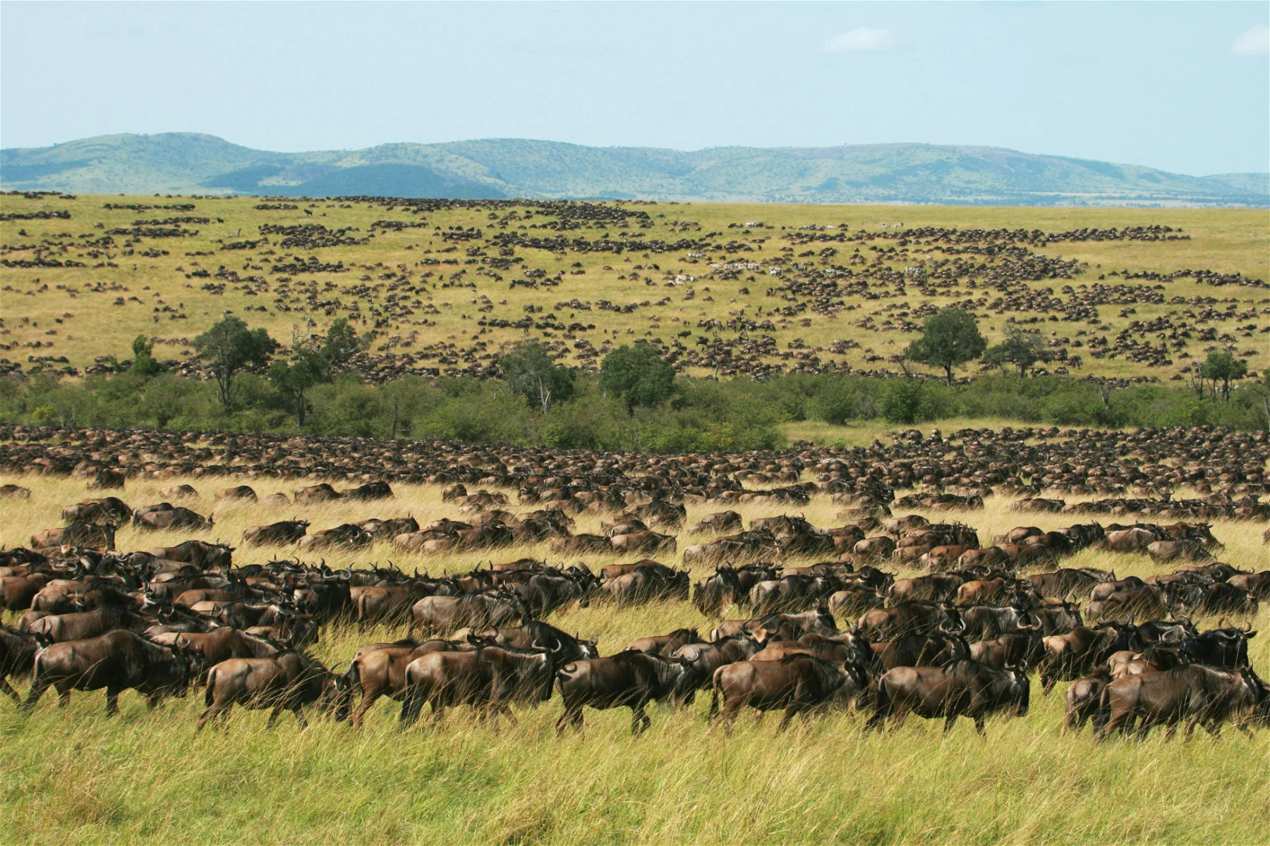 wildebeest-migration-masai-mara-safari-kenya