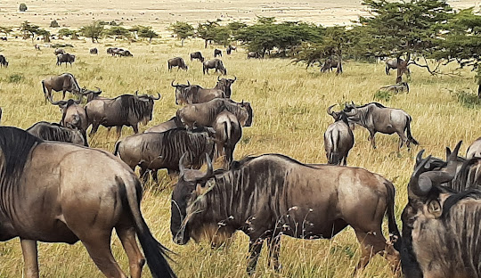 10 Top safari tours in Africa