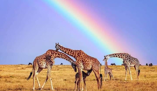 Best 10 safari packages in africa