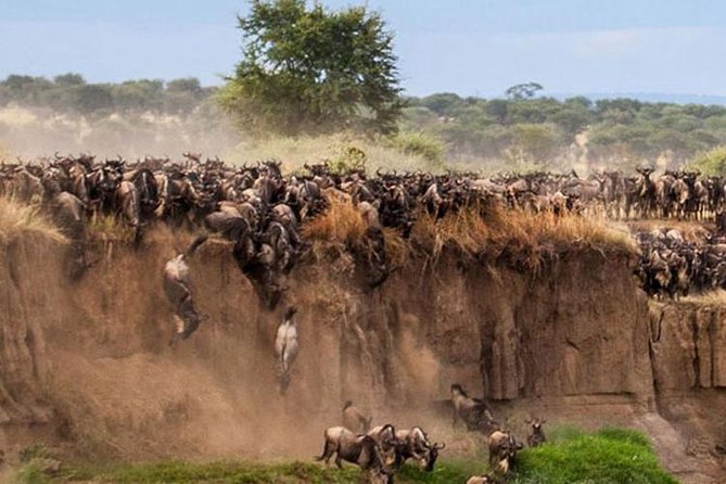 masai-mara-wildebeest-migration-mara-river-crossing