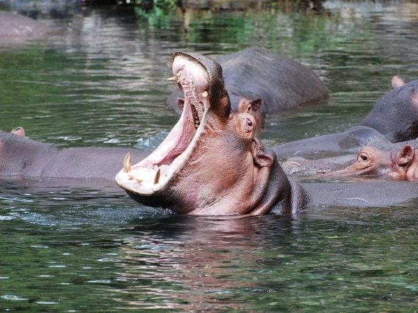 mzima-springs-tsavo-west-hippos-crocodiles-underwater-observation-blind