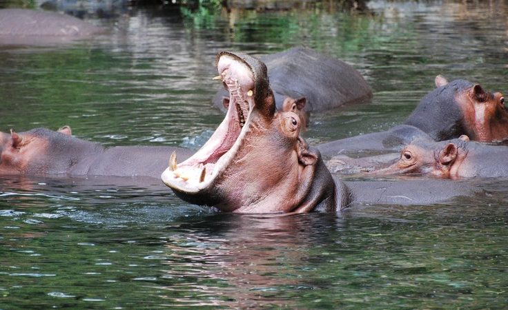 mzima-springs-tsavo-west-hippos-crocodiles-underwater-observation-blind