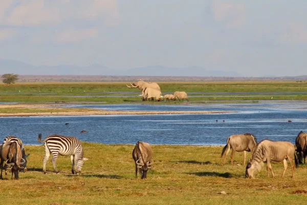 amboseli-3