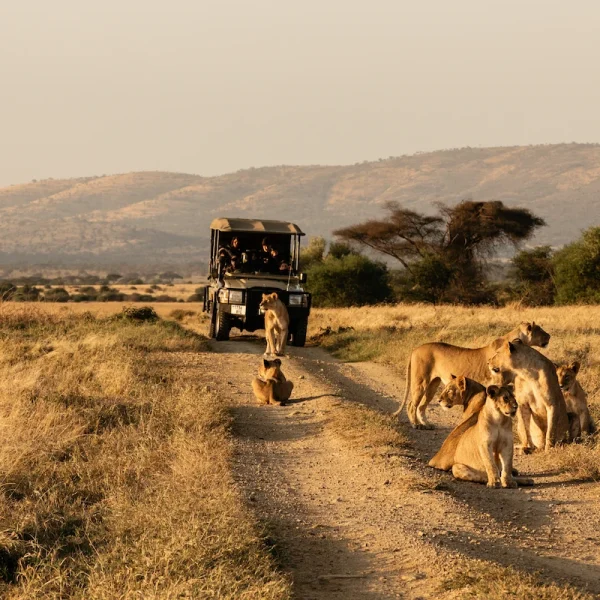 one_day_game_drive_in_amboseli