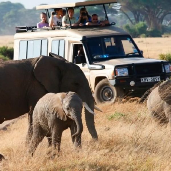 Family Friendly Group Joining 3 Days Masai Mara Safari
