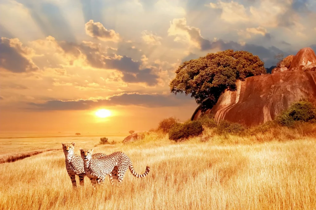 photographic-3-days-masai-mara-group-joining-safaris