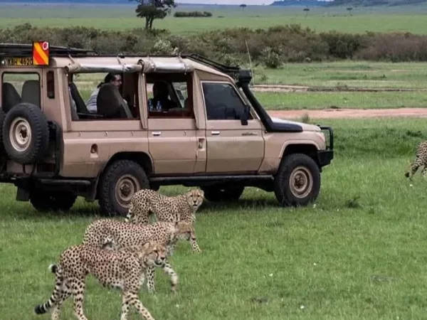 zebra-plains-mara-masai-mara
